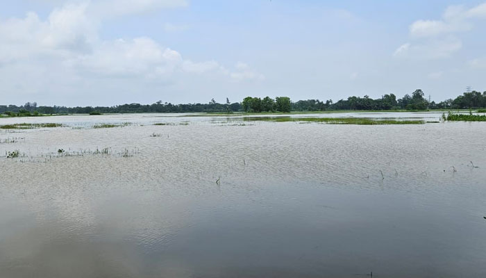 পটিয়ার কৃষি-বিপর্যয়: ৫১২ হেক্টর জমির ফসল পানির নিচে 1